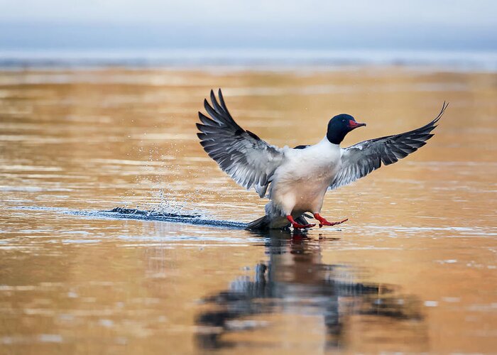 Duck Greeting Card featuring the photograph Merganser Tail Landing by Bill Wakeley
