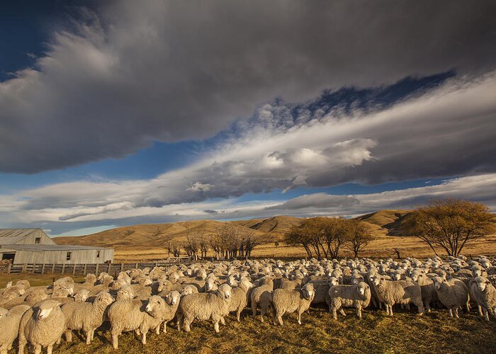 Feb0514 Greeting Card featuring the photograph Merino Sheep Otago New Zealand by Colin Monteath