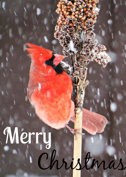 Merry Christmas Cardinal Card Greeting Card featuring the photograph Merry Christmas Cardinal Card by Dark Whimsy