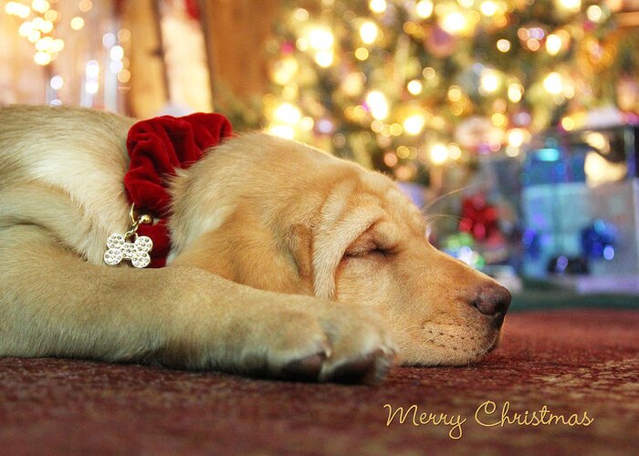 Christmas Greeting Card featuring the photograph Merry Christmas from Lily by Lori Deiter