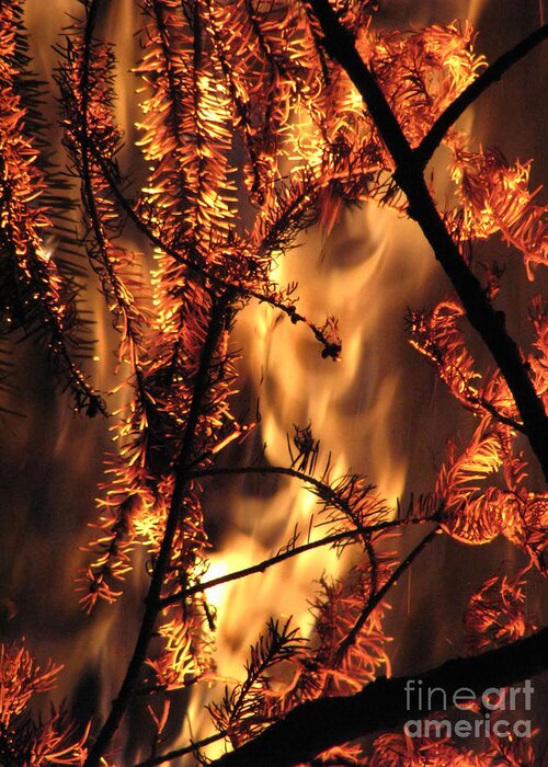 Fire Greeting Card featuring the photograph Metamorphosis by Rory Siegel