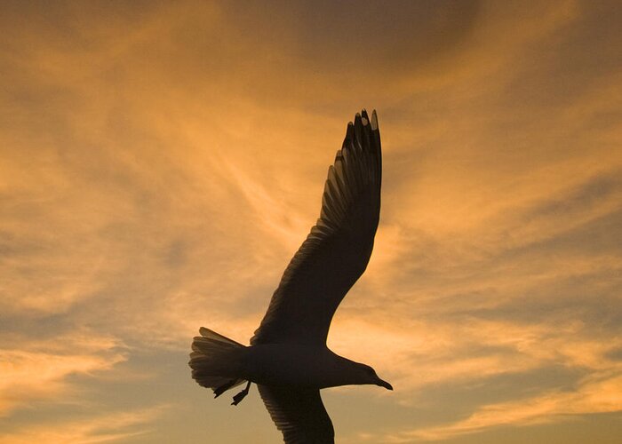 Feb0514 Greeting Card featuring the photograph Mew Gull At Sunset La Jolla California by Tom Vezo