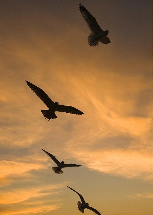 Feb0514 Greeting Card featuring the photograph Mew Gulls At Sunset La Jolla California by Tom Vezo