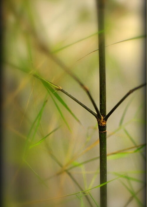 Cane Greeting Card featuring the photograph Mexican Weeping Bamboo Cane and Foliage by Nathan Abbott