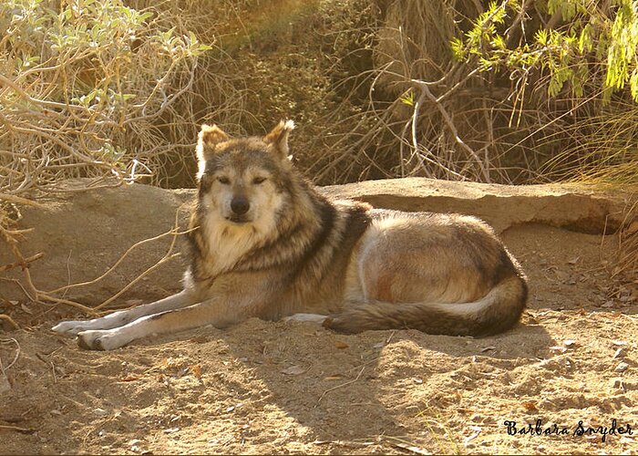 Mexican Wolf Greeting Card featuring the digital art Mexican Wolf Close Up by Barbara Snyder