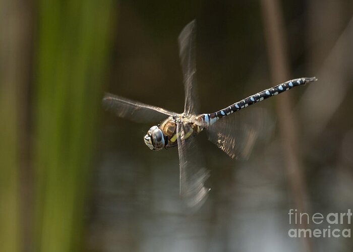Dragonfly Greeting Card featuring the photograph Migrant Hawker dragonfly in flight by Tony Mills