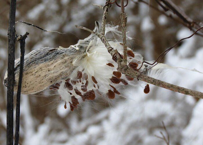 Winter Greeting Card featuring the photograph Milkweed by Azthet Photography
