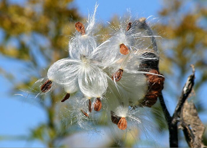 Milkweed Pod Greeting Card featuring the photograph Milkweed Explosion by Neal Eslinger
