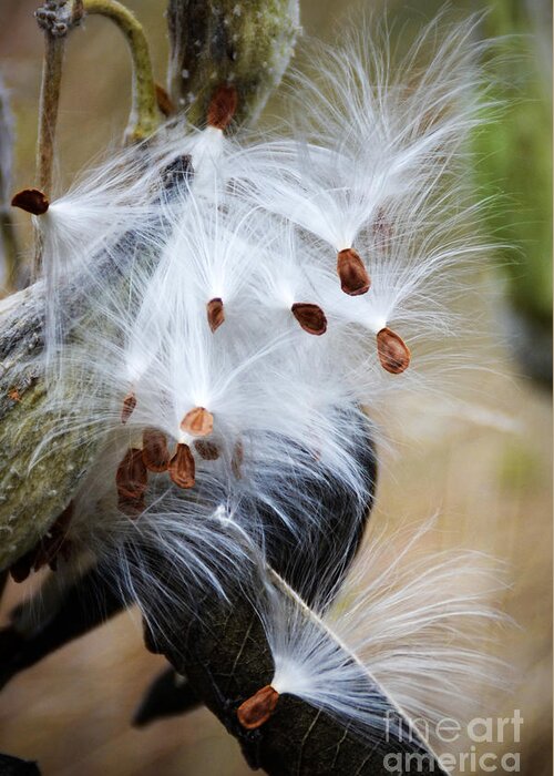 Monarch Greeting Card featuring the photograph Milkweed Pod by Norma Warden