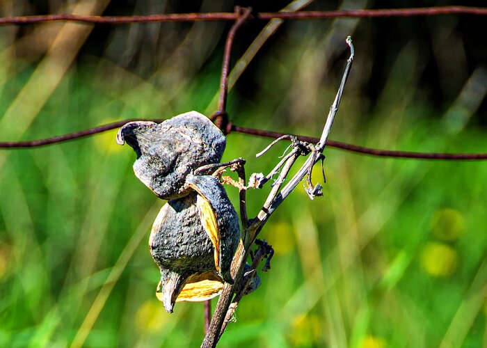 Milkweed Greeting Card featuring the photograph Milkweed Retirement by Steve Harrington