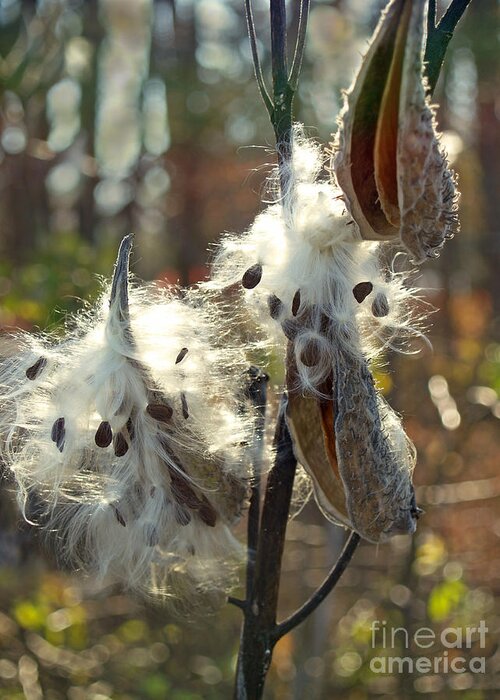 Milkweed Pod Greeting Card featuring the photograph Milkweed Seed Pods Back-lit in Marsh by Anna Lisa Yoder