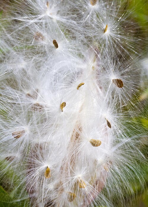 Milkweed Greeting Card featuring the photograph Milkweed Seeds and Fluff by Steven Schwartzman