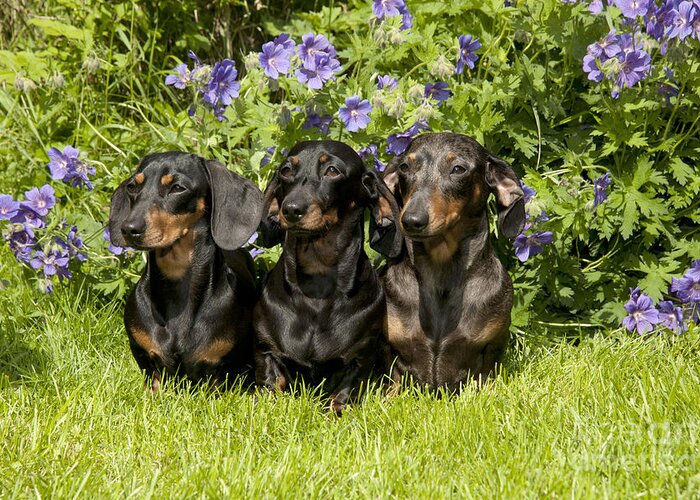 Dachshund Greeting Card featuring the photograph Miniature Short-haired Dachshunds by John Daniels
