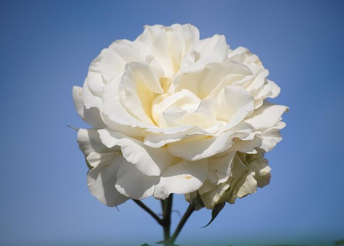 White Rose Greeting Card featuring the photograph Minnie's Rose by Susan Stevens Crosby