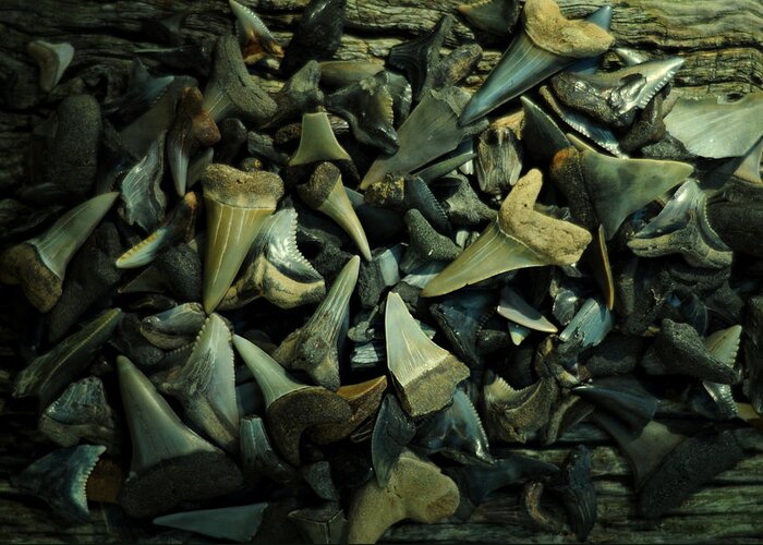 Shark Teeth Greeting Card featuring the photograph Miocene Fossil Shark Tooth Assortment by Rebecca Sherman