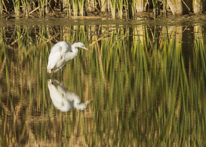 Heron Greeting Card featuring the photograph Mirrored White Egret by Jean Noren