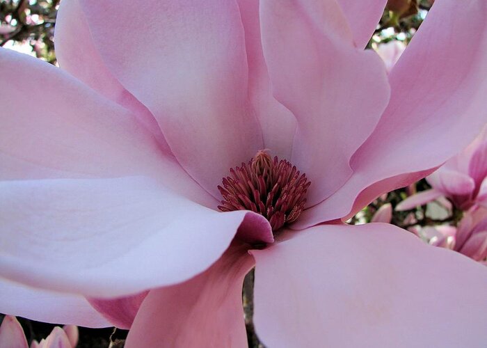 Magnolia Greeting Card featuring the photograph Miss Magnolia by Lora Fisher