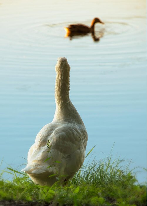 Duck Greeting Card featuring the photograph Miss You Already by Joe Ownbey