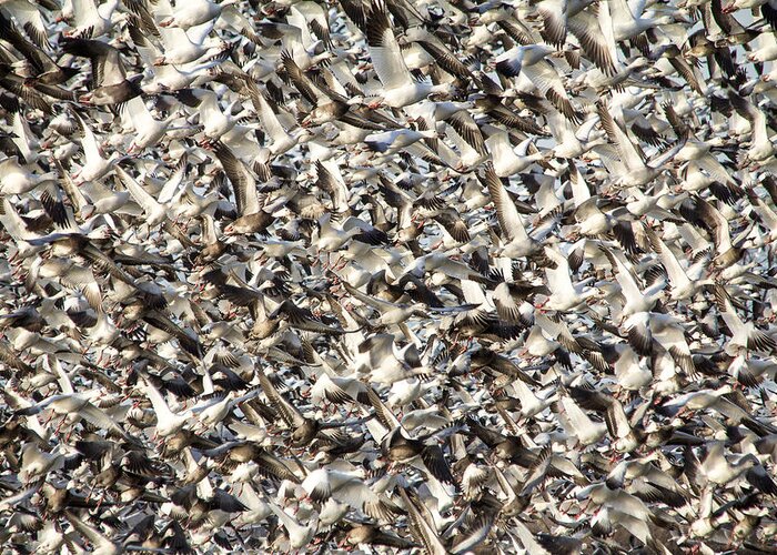Steven Bateson Greeting Card featuring the photograph Missouri Snow Geese Chaos by Steven Bateson