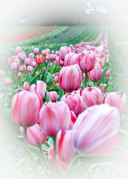 Tulips Greeting Card featuring the photograph Mist of Pink Tulips by Athena Mckinzie