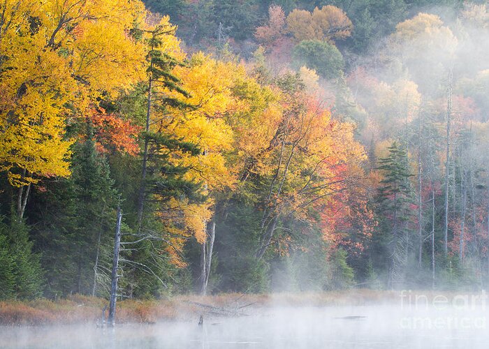 Tree Greeting Card featuring the photograph Mist Over Fly Pond by Chris Scroggins