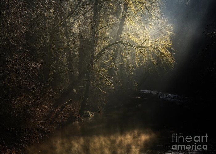 Foggy Greeting Card featuring the photograph Misty Creek by Inge Riis McDonald