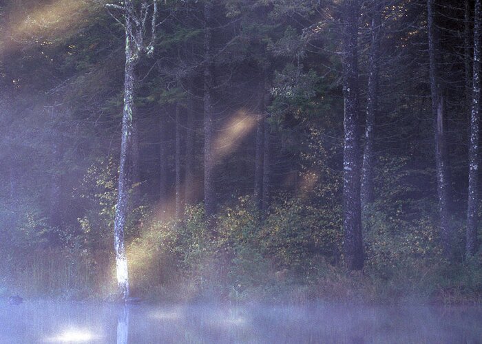 Nature Greeting Card featuring the photograph Misty Moody Morning by Laura Tucker