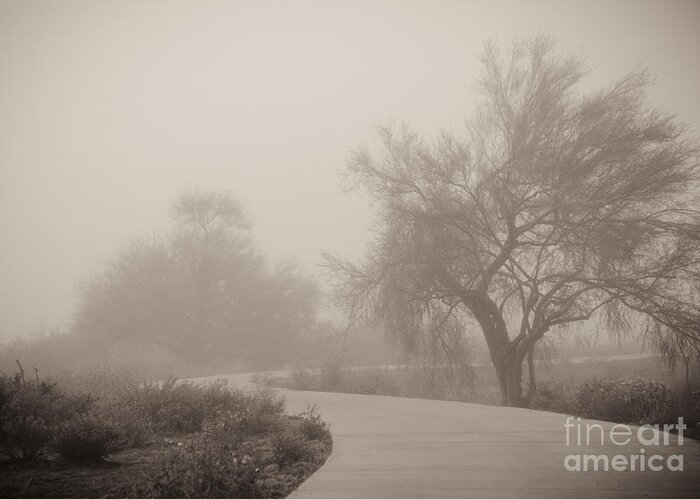 Fog Greeting Card featuring the photograph Misty Morning II by Tamara Becker