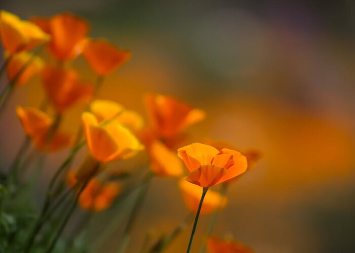 California Poppies Greeting Card featuring the photograph Misty Poppies by Roger Mullenhour