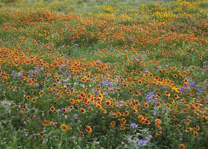 Firewheel Greeting Card featuring the photograph Mixed Wildflowers Blowing by Steven Schwartzman