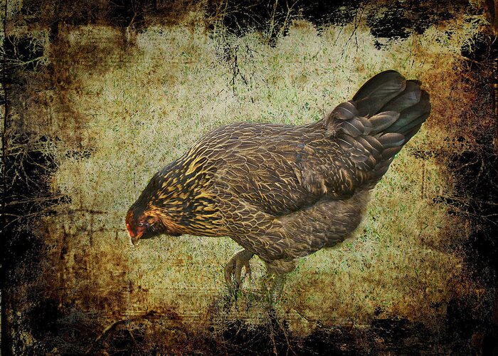 Chicken Greeting Card featuring the photograph M'Lady The Queen by Carol Senske