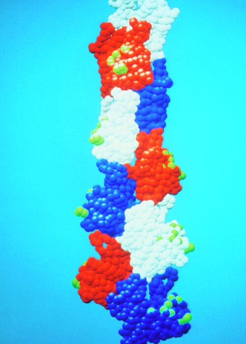 Actin Greeting Card featuring the photograph Model Of The Protein Actin by Dr Kenneth Holmes/science Photo Library