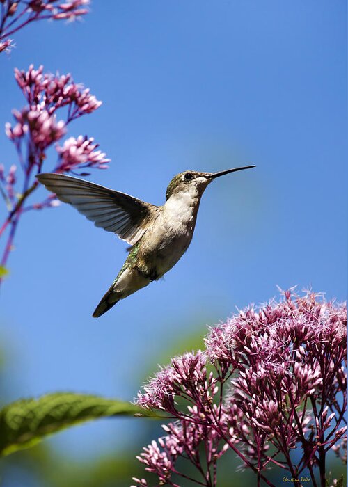 Hummingbird Greeting Card featuring the photograph Modern Beauty by Christina Rollo