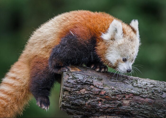 Red Panda Greeting Card featuring the photograph Mohu Learns to Climb by Greg Nyquist