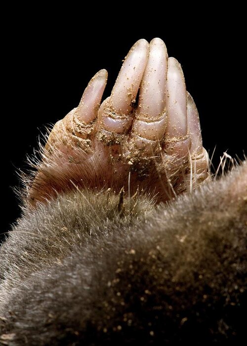 Animal Greeting Card featuring the photograph Mole Forepaw by Tim Vernon / Science Photo Library