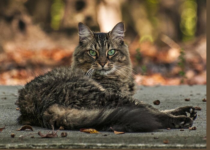 Feline Greeting Card featuring the photograph Molly by Michael Whitaker