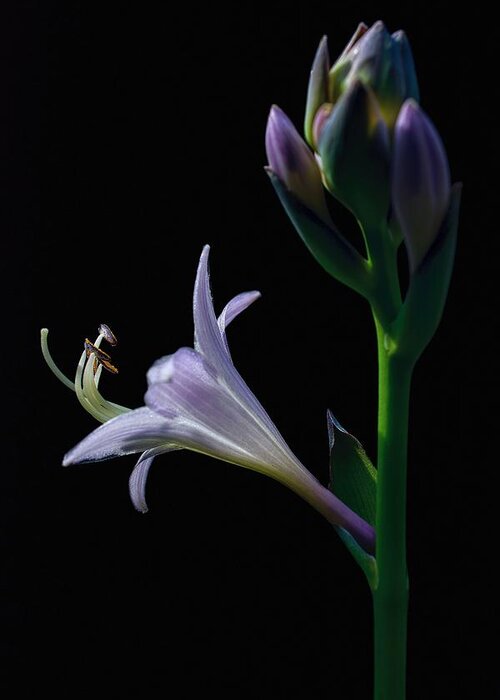 Hosta Greeting Card featuring the photograph Moment in the Sun - Hosta Flower by Henry Kowalski