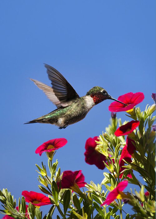 Hummingbird Greeting Card featuring the photograph Moments of Joy by Christina Rollo