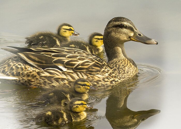 Mallard Greeting Card featuring the photograph Momma and Babies by Sonya Lang