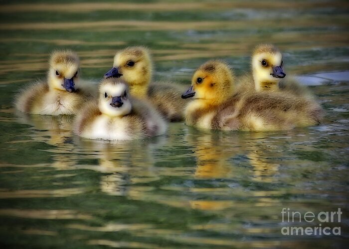 Baby Ducks Greeting Card featuring the photograph Momma's Little Gooslings by Elizabeth Winter