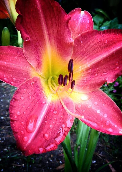 Daylilly Greeting Card featuring the photograph Mom's Secret Garden by John Duplantis