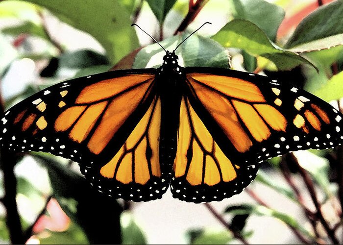 Monarch Greeting Card featuring the photograph Monarch Beauty by Denise Beverly
