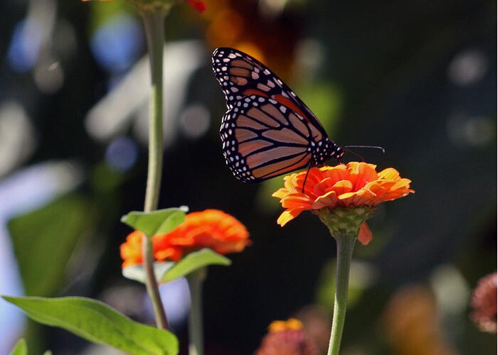 Monarch Butterfly Greeting Card featuring the photograph Monarch Butterfly And Orange Zinnias by Kay Novy