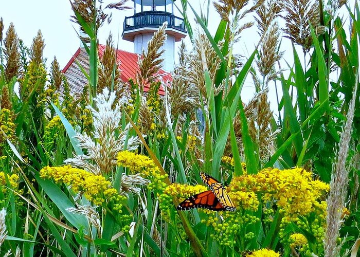 East Point Lighthouse Greeting Card featuring the photograph Monarch Butterfly at East Point Lighthouse by Nancy Patterson