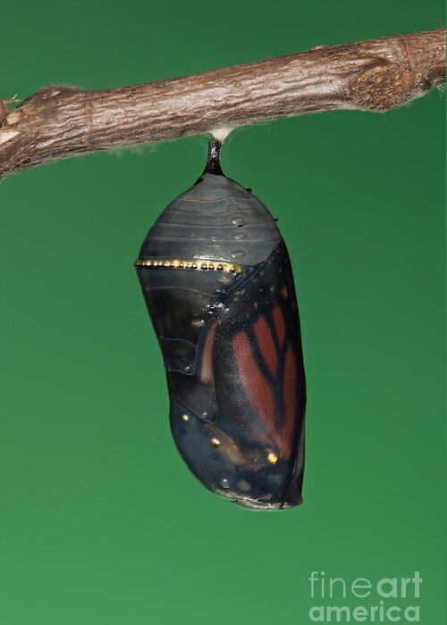 Clarence Holmes Greeting Card featuring the photograph Monarch Butterfly Chrysalis III by Clarence Holmes