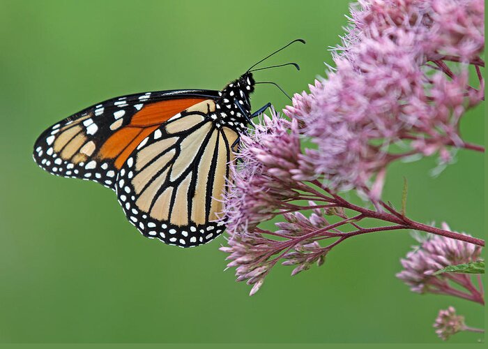 Monarch Greeting Card featuring the photograph Monarch Butterfly Photography by Juergen Roth