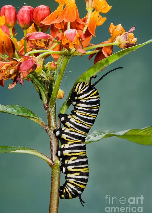 Monarch Caterpillar Greeting Card featuring the photograph Monarch Caterpillar On Milkweed by Anthony Mercieca