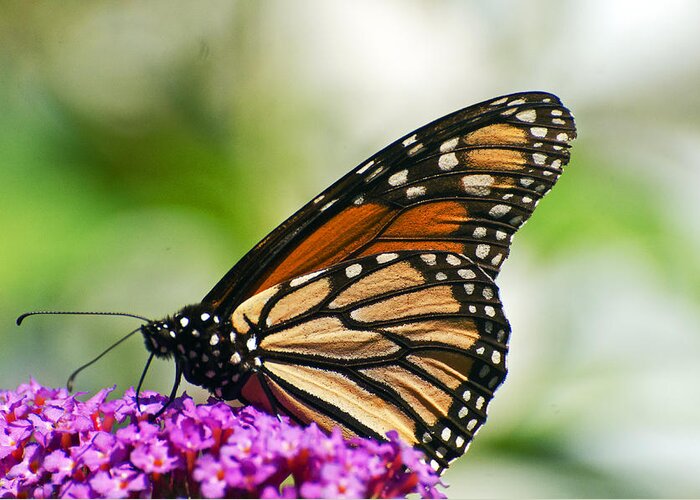 Monarch Greeting Card featuring the photograph Monarch closeup by Cheryl Cencich