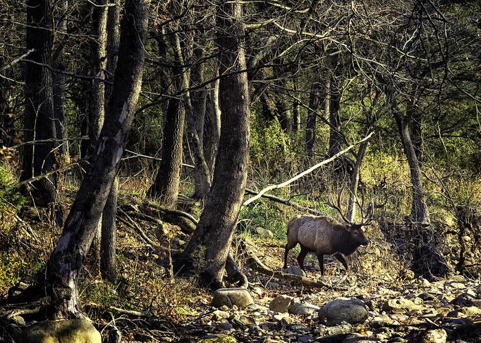 Bull Elk Greeting Card featuring the photograph Monarch Crossing the Buffalo by Michael Dougherty