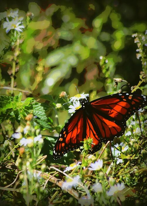 Monarch Butterfly Greeting Card featuring the photograph Monarch in November 1 by Sheri McLeroy